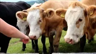 Kossera kossera