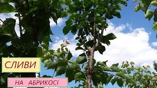 сливи на абрикосі.
