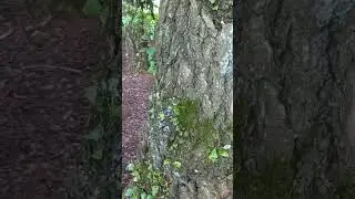 БЕРЁЗЫ ИЗ БЕРЁЗЫ