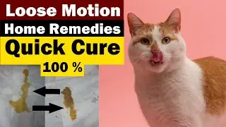 Cat Diarrhea Reasons & Treatment || Prevention & Precautions by Owner || Vet Furqan Younas