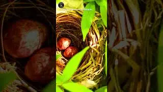 O ciclo de vida de um pássaro #shorts #Ociclodevidadeumpassaro #birdlifecycle #aves #birds #pássaros