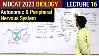 Autonomic Nervous System | Peripheral Nervous System | MDCAT 2023 | Nervous System
