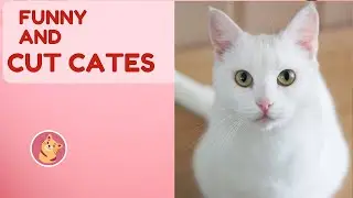Funny Cats and Kittens Relaxing Sound Effects Compilation