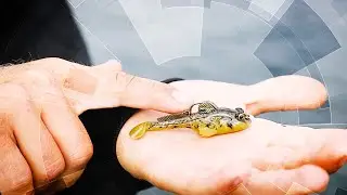 Gobius in Non-Goby Waters