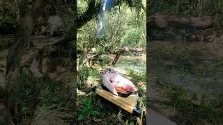 Roasted alligator