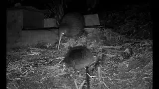 Tumeke's Chick - Week 2