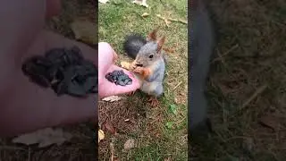 Squirrel Feeding ASMR