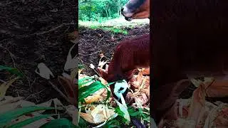 #shorts #cow #agriculture Vacas comiendo.