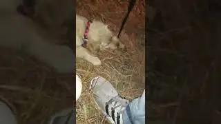 Ziggy ep 1