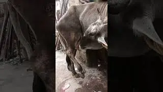 Hungry Cow2| Hungry cow is forced to drink its own milk. भूखी गाय ख़ुद अपना ही दूध पीने के लिए मजबूर