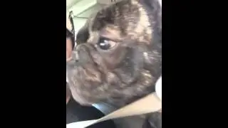 Piggy the Frenchie loooooooves StarBucks!!!