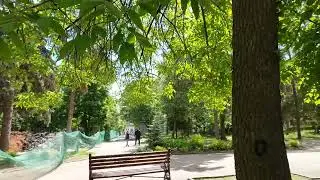 Липки 2024. Реконструкция. Метки на деревьях