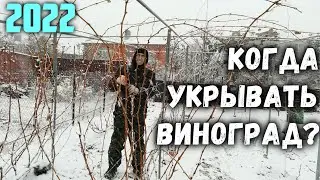 ❄️Когда укрывать виноград?🧊