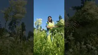 Бурятия#собираю#таволгу#обожаю#чай#из#таволги#