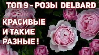Розы Delbard - одни из самых дорогих роз в мире! Красивейшие, изысканные.