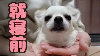 一緒に寝ないとダメな愛犬は毎日こうなります‥。笑