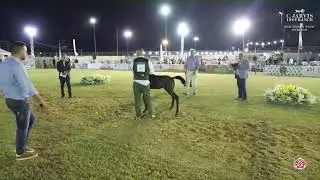 N 64 JAWAHER AL SAYED   Iksal Arabian Horse Show   Futurity Fillys 2024 C Class 5