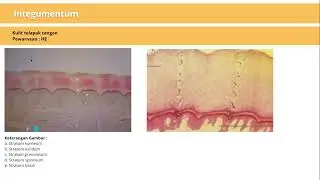 HISTOLOGI INTEGUMENTUM || Beta_Casein Class