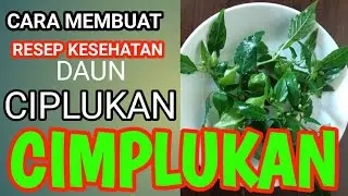CARA MEMBUAT RESEP MINUMAN KESEHATAN DAUN CIPLUKAN//CIMPLUKAN