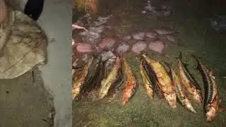 В Геническом районе пограничники обнаружили Краснокнижных осетров почти на один миллион гривен