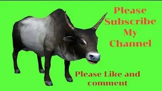 Cow Green screen video, Cow Green screen Footage. Green screen video @PS Green Screen Video