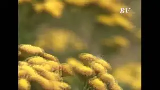 Лето Домодедово