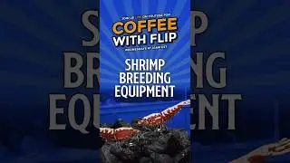 What equipment you'll need to start Breeding shrimp | Coffee with Flip 