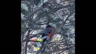 выпуск снегиря