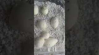 Leucistic/Albino black rat snake eggs hatching