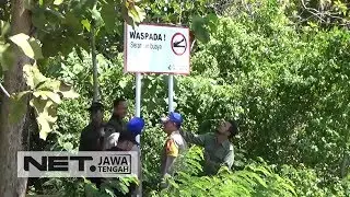 Buaya Muncul Di Nusakambangan Gegerkan Warga! - NET JATENG