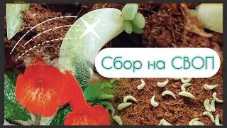 Сбор на СВОП Growbox Market!!! Что беру, в чем беру, пакую!!!