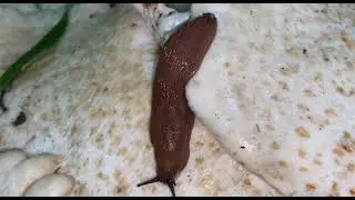 ПОЛИПОРУС ЧЕШУЙЧАТЫЙ.Polyporus squamosus. Осторожно!!!Испанские слизни!