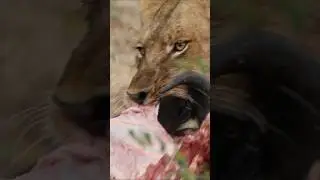 🔥 LEONES vs HIENAS 🔥 Documental ANIMALES SALVAJES #shorts