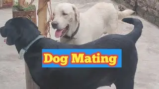 dog mating