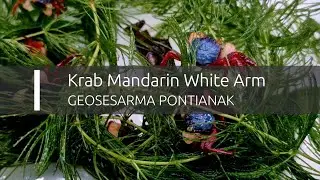 Krab Mandarin White Arm - Vampire crab Mandarin - Geosesarma pontianak (www.shrimp.sk)