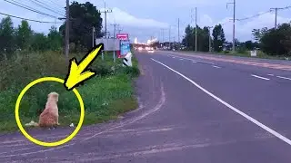 A dog waits for his family on the side of the road for 4 years and something INCREDIBLE happens.