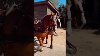 пара кобыл владимирской тяжеловозной породы #лошади