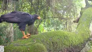 Guanacaste Wildlife Monitoring - Camera Trap Tour