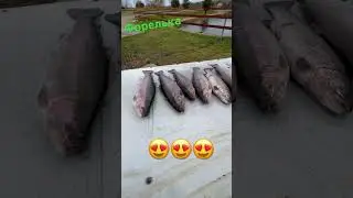 Красивая форелька #рыбалка#отдых#форель#спиннинг#shorts