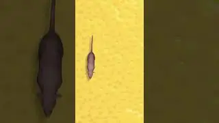 Cat game 📺😻 Realistic mouse 🐭 #gameforcats #catstv #cattv