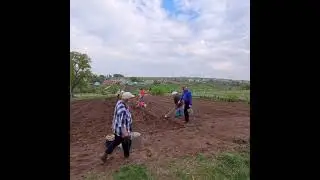 Авыл тормышыннан бер өзек! Гөмер буе ел саен бәрәнгеңне утыртыйм