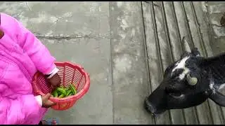 feeding cow #baby #cow #love #trending