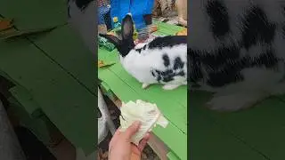Rabbit sounds | Rabbit (1)