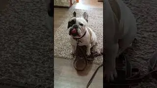 Умные собаки.💜 Подают ошейники.#funnydogs #собака #dog #puppy #frenchbulldog #русскийтой #тойтерьер