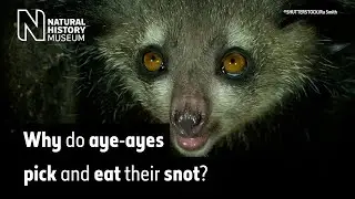 Why do aye-ayes pick and eat their snot? | Surprising Science