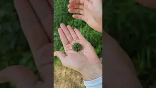 Foraging a natural insect repellent called Yarrow