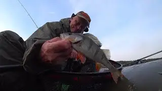 Вуокса. Колокольцево. Окунь.