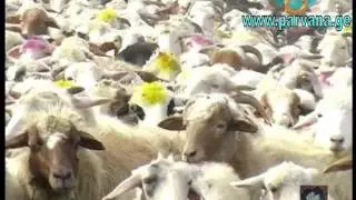 Малая Гондура
