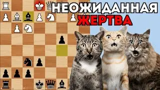 Неожиданная жертва Слона выписывает смертный приговор Ферзю