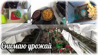 Сегодня наша обычная еда из УЖЕ своего огорода.